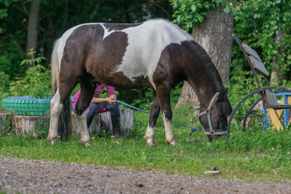 Конно - спортивный клуб " Буденновец".