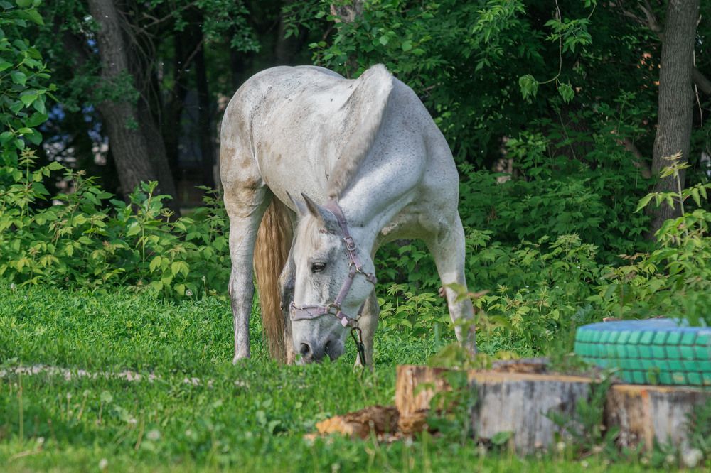 Конно - спортивный клуб " Буденновец".