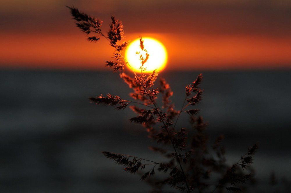 Травинка в лучах янтарного заката