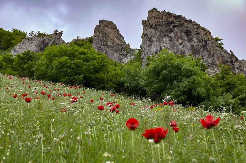 Бештаугорские маки