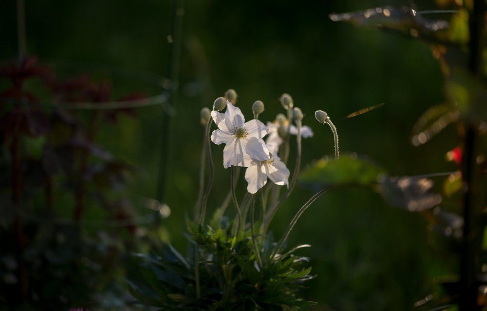 Летний вечер