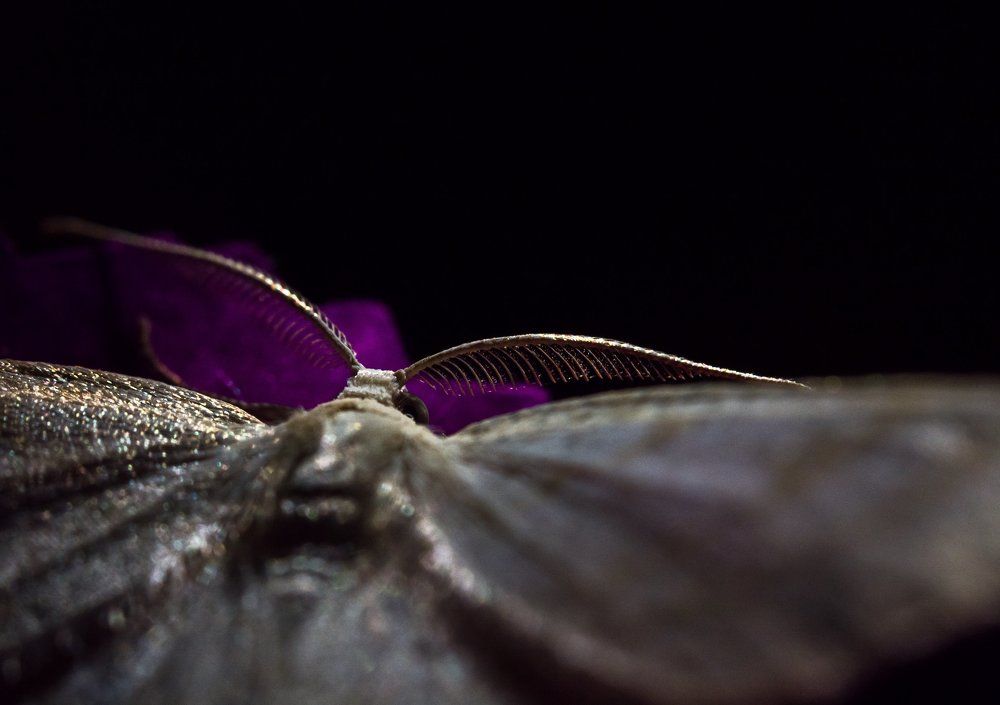 Ночная бабочка