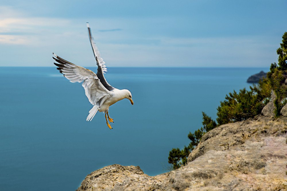 К посадке готова!!!