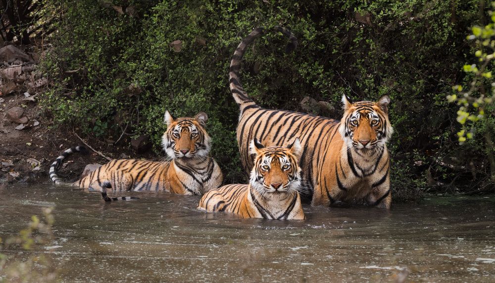 Групповой портрет