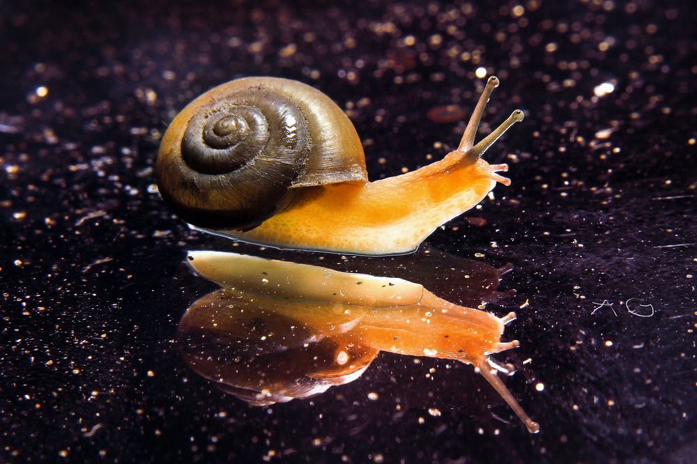 I am a slow walker, but I never walk back.