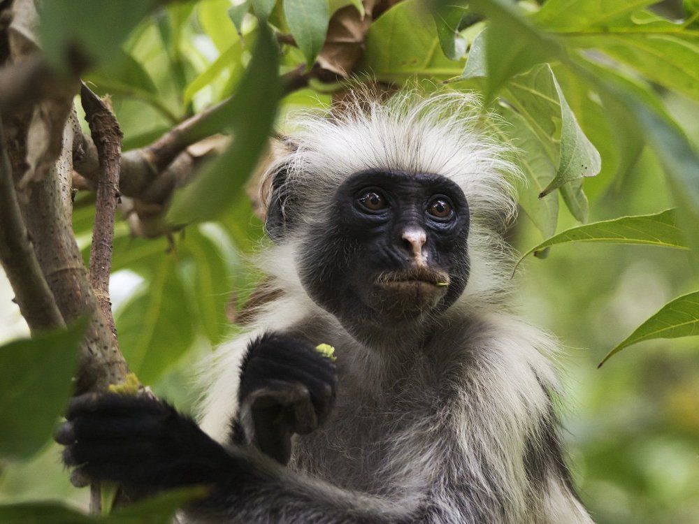 Красный колобус