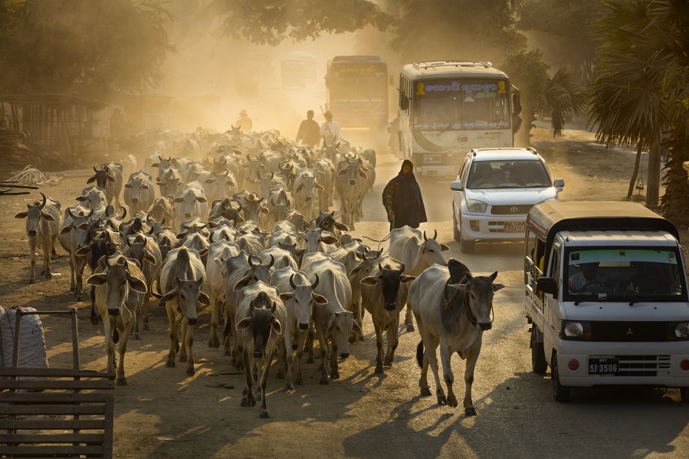Cow Boy on City Road
