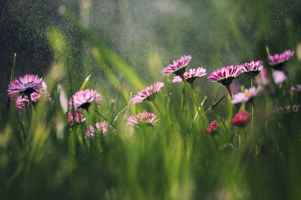 Маргаритки