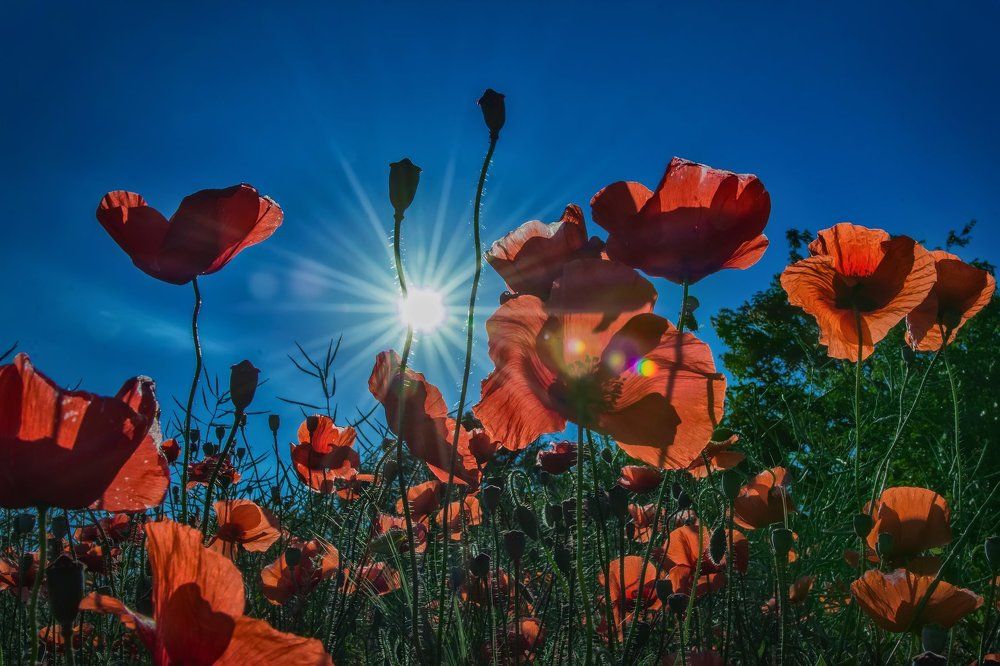 Маковое безобразие