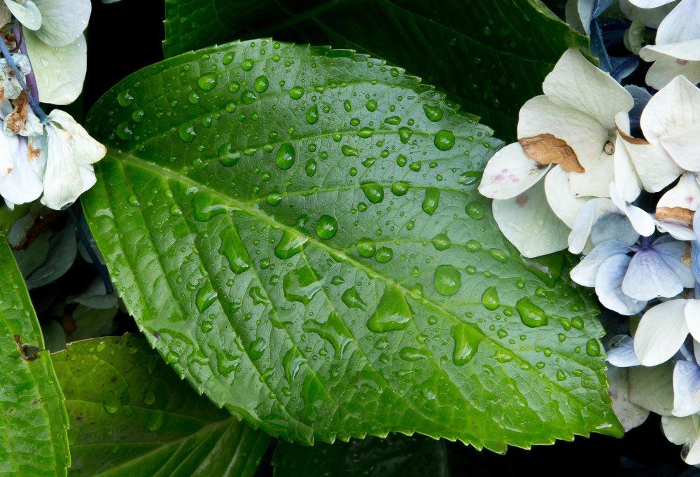 Lluvia en Licanray