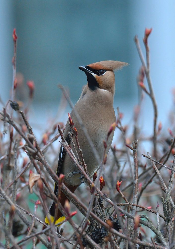 Свиристель