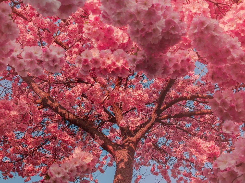 Вишня в Цвету