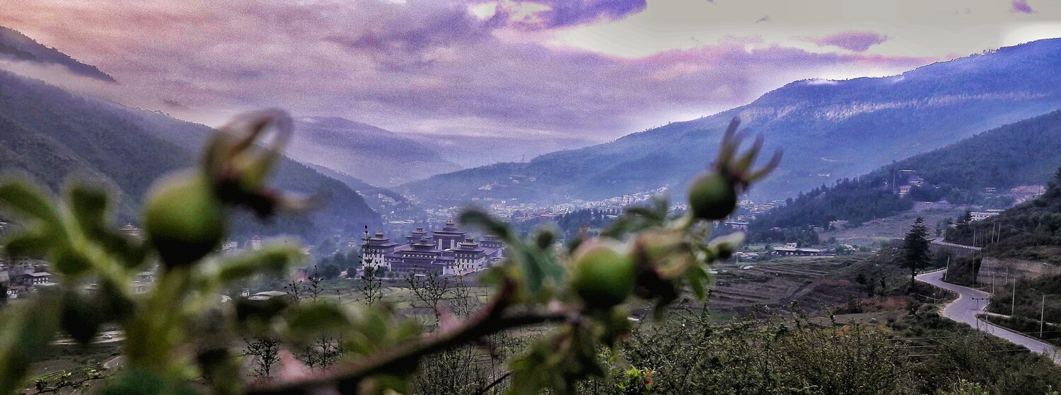Blossom to Dzong