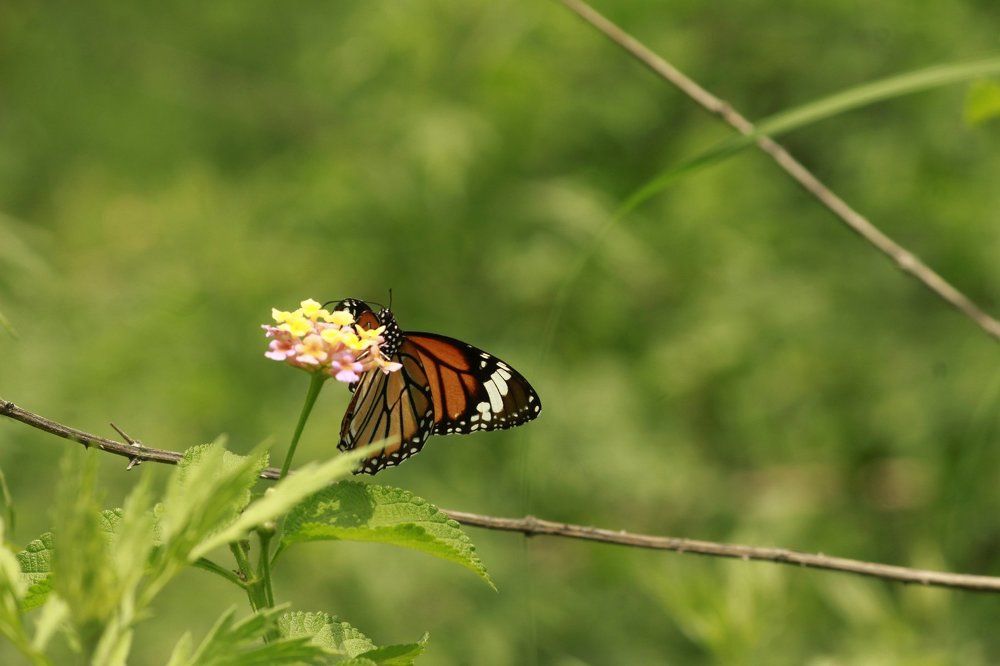 Butterfly