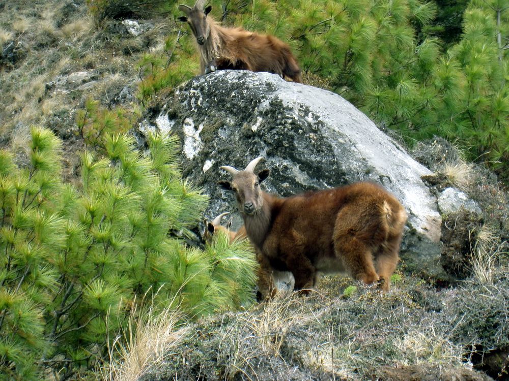 Himalayan wild goat