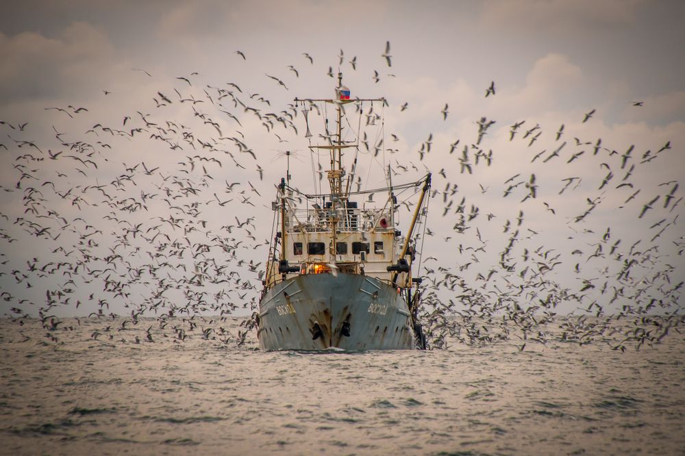 Восход и чайки