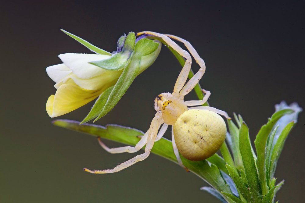 Опасное соседство