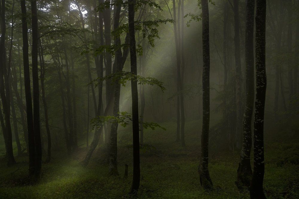 Сказочный лес....