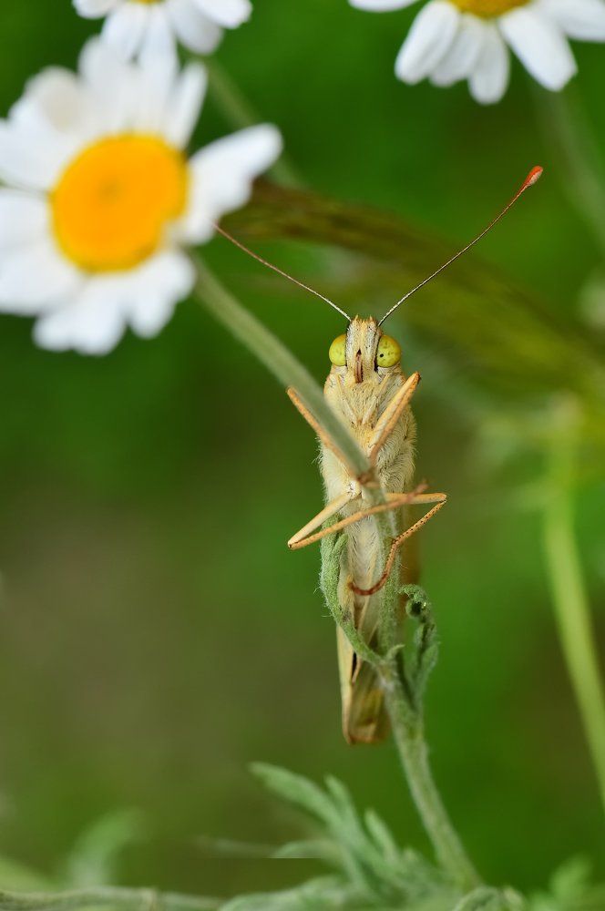 утром на ромашке