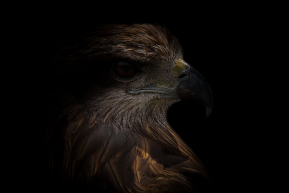 черный коршун