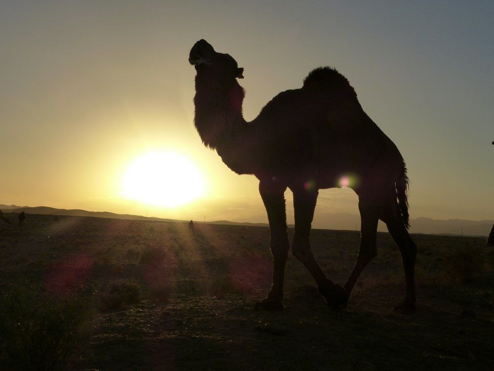 Sunset in the desert