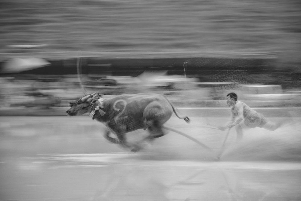 Buffaloes running festival, Thailand