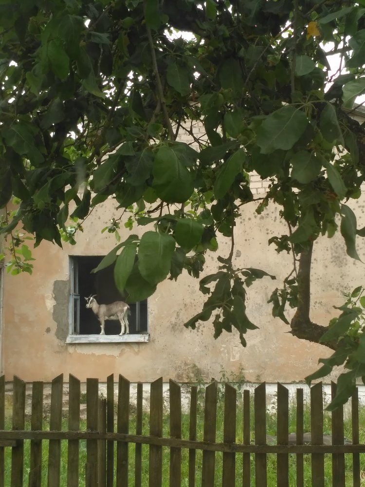 Деревенские зарисовки