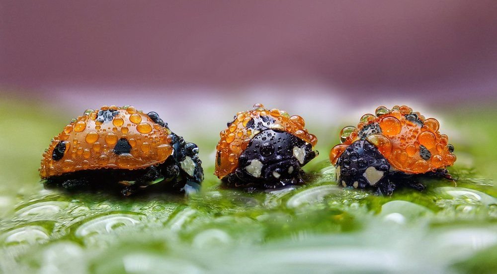 Сплетничать