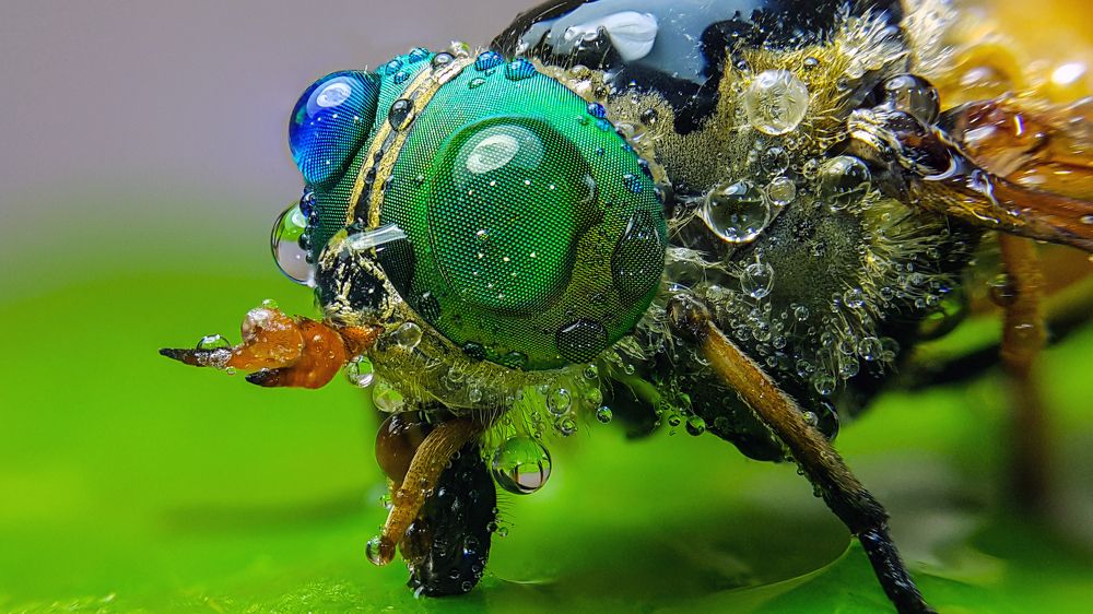 Слепень / Horsefly