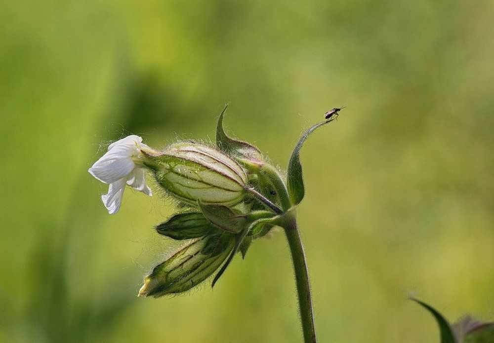 Лететь или не лететь, вот в чем вопрос!