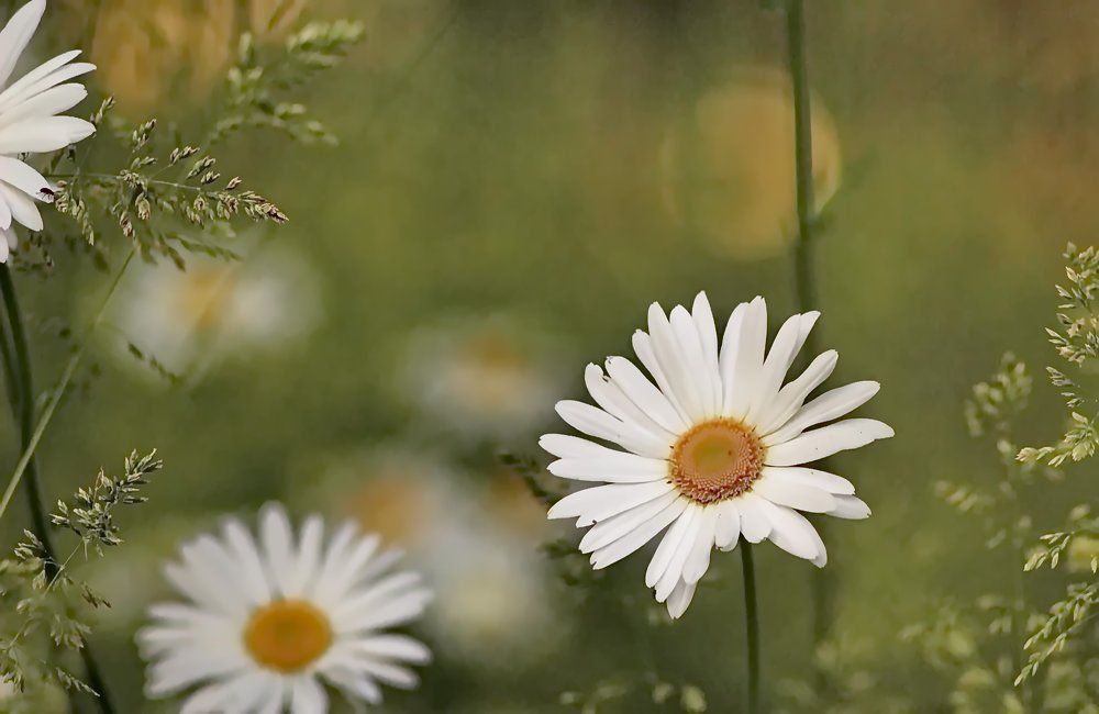 Ромашковый рай