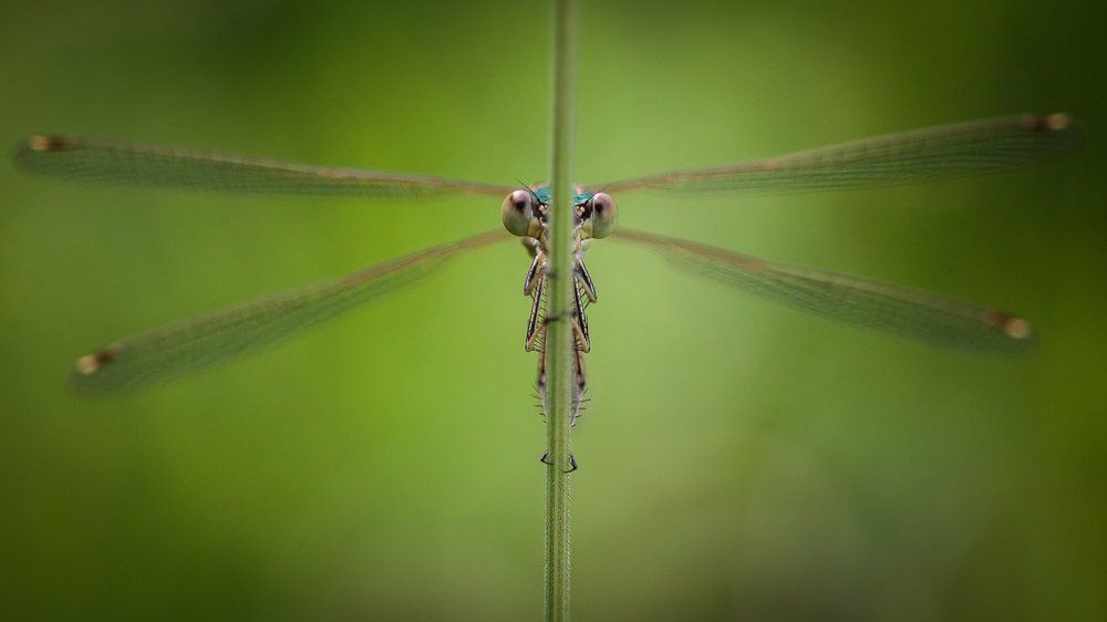Photograph by Nicolae Fanurie Chirobocea