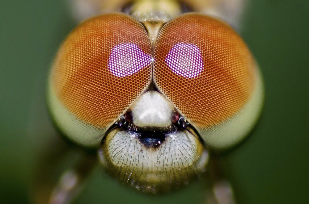 Eyes Of Dragonfly