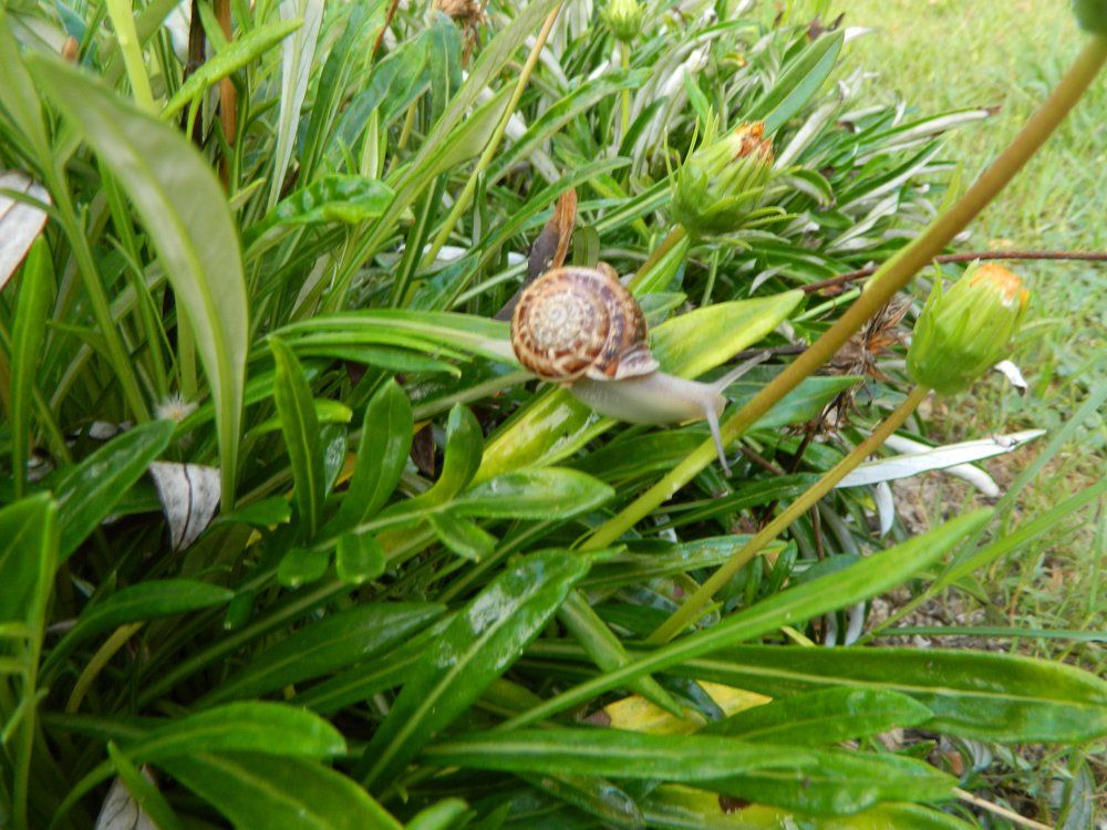 живая улитка