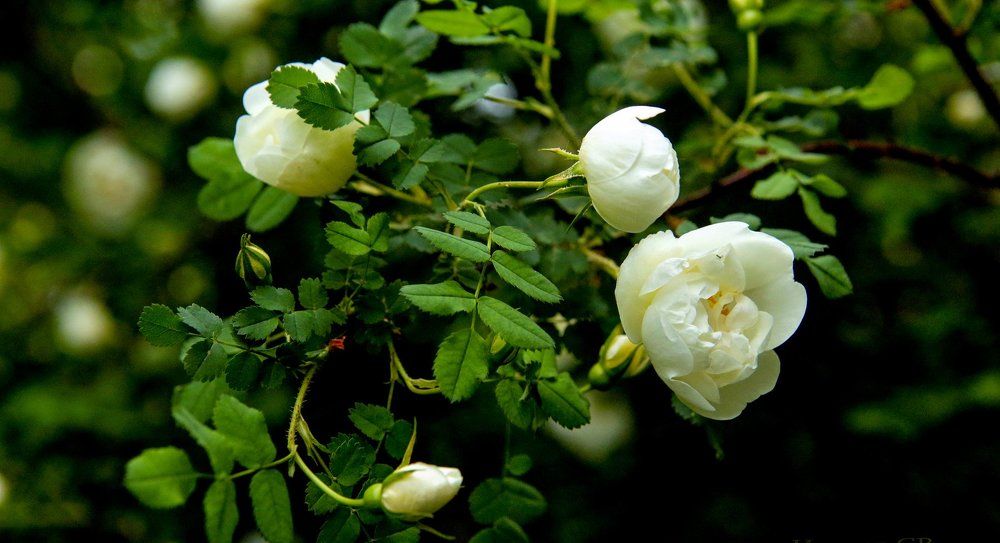 Городские цветы