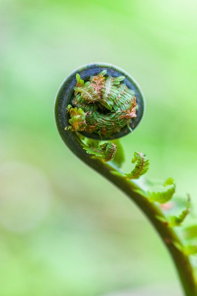 Магия природы.