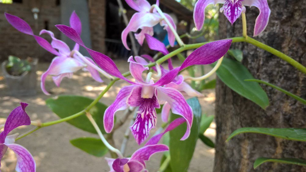 Orchid
