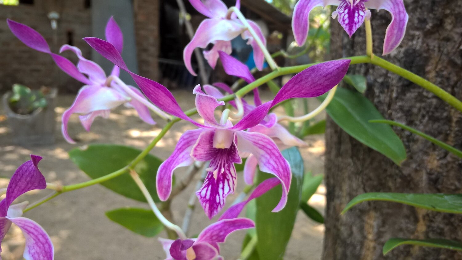 Orchid