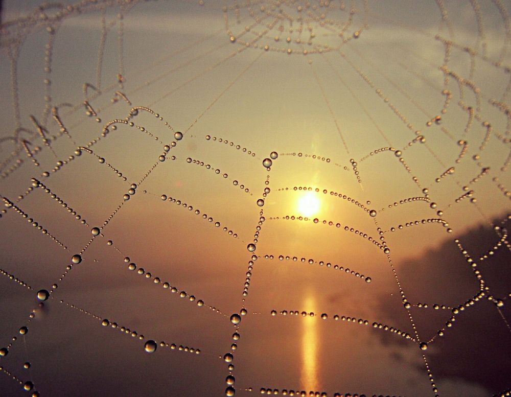 Восход сквозь паутину..