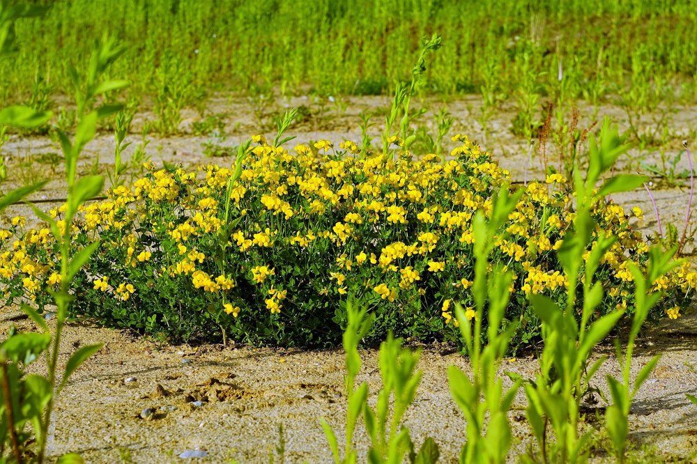 цветочный островок