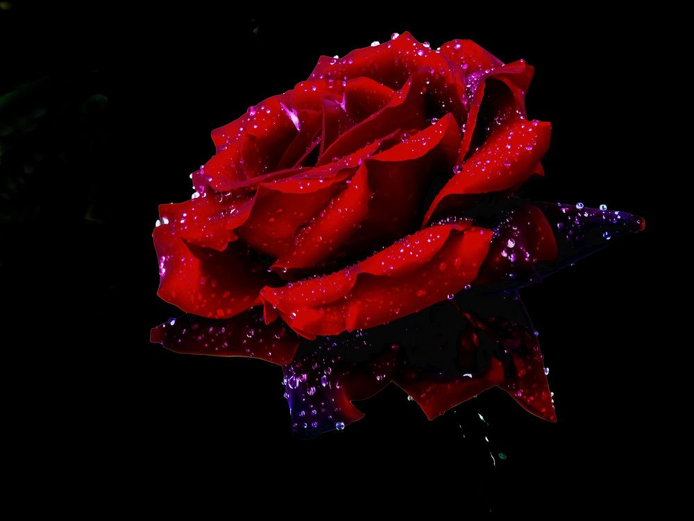 Роза дождя.