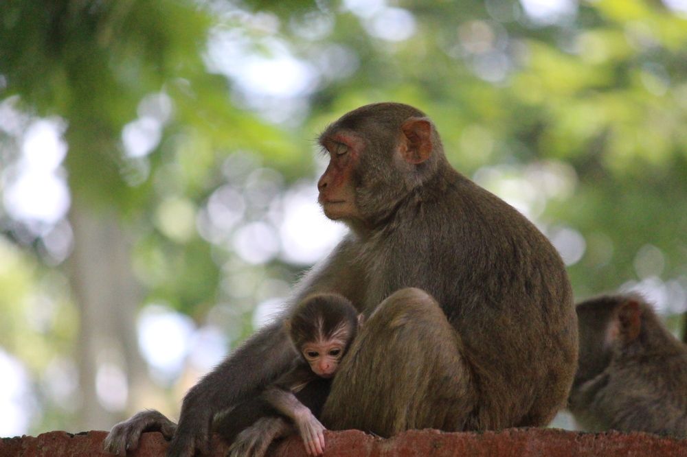 an aspect of Humanity reavels in the Animal World...