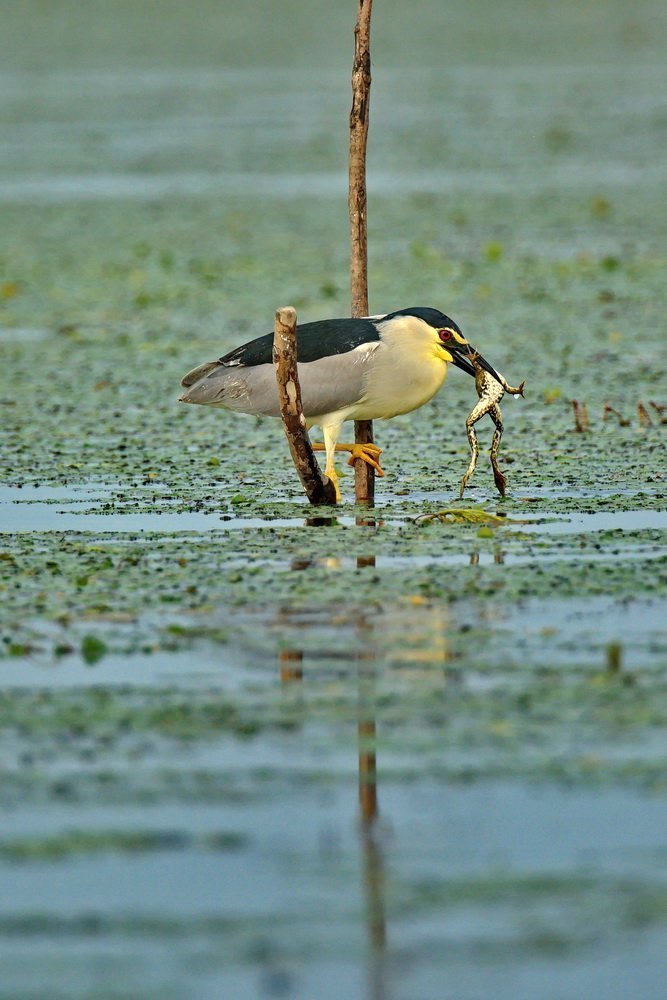 Delicii fara capricii.