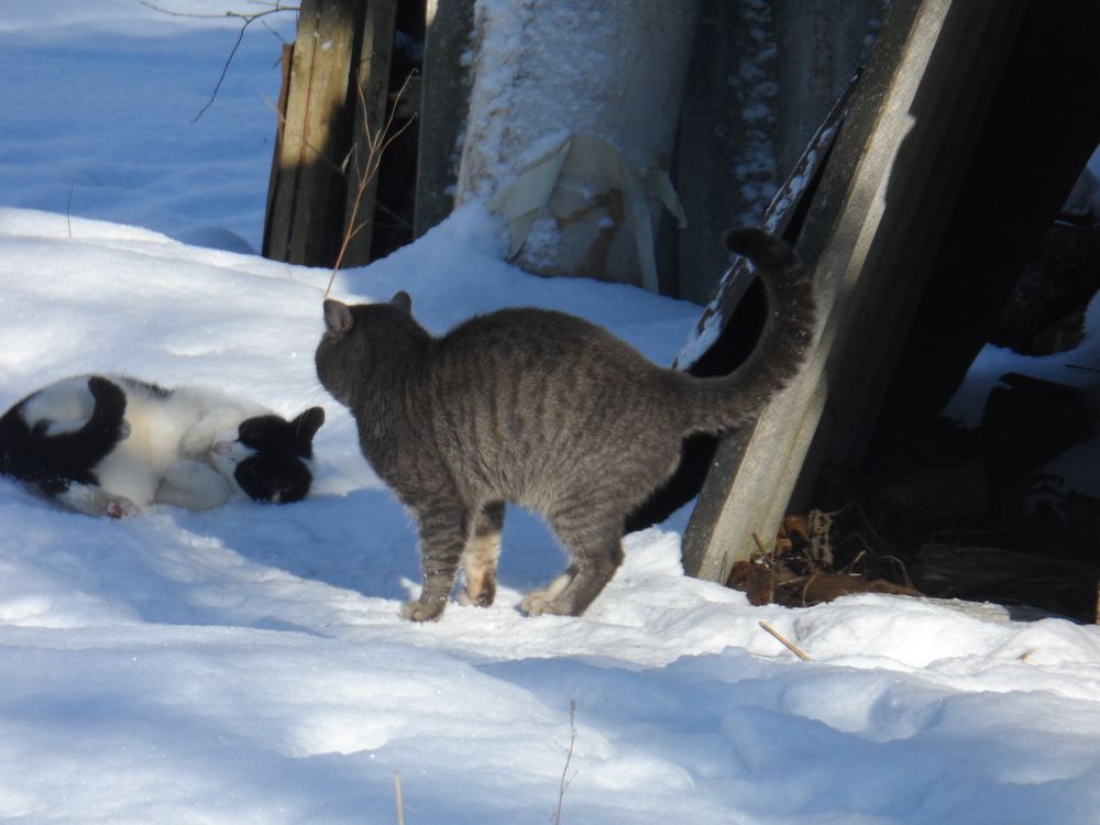 Поиграй со мной