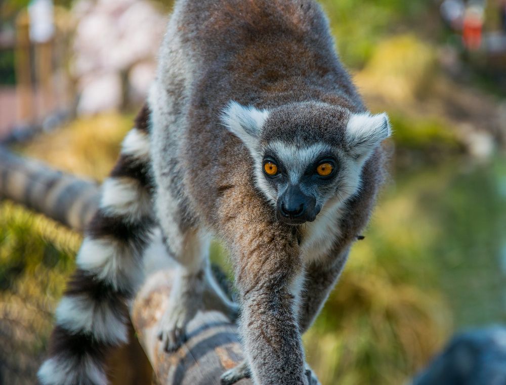 Lemur