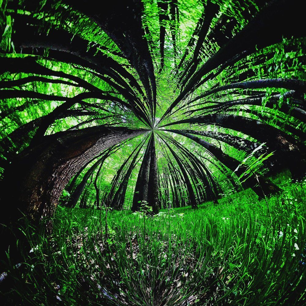 magical forest