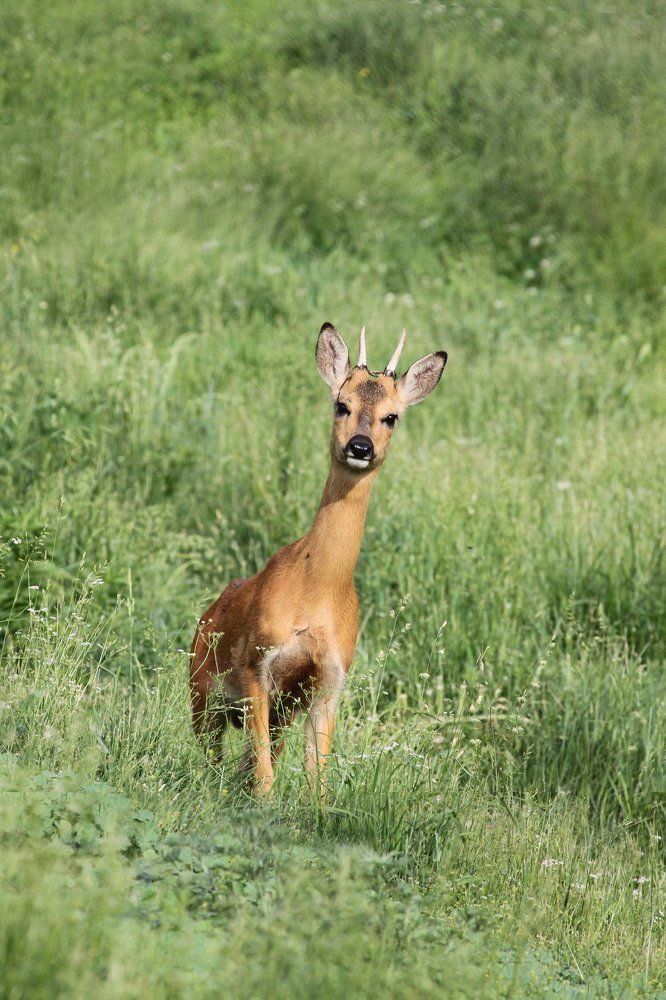 Незванный гость