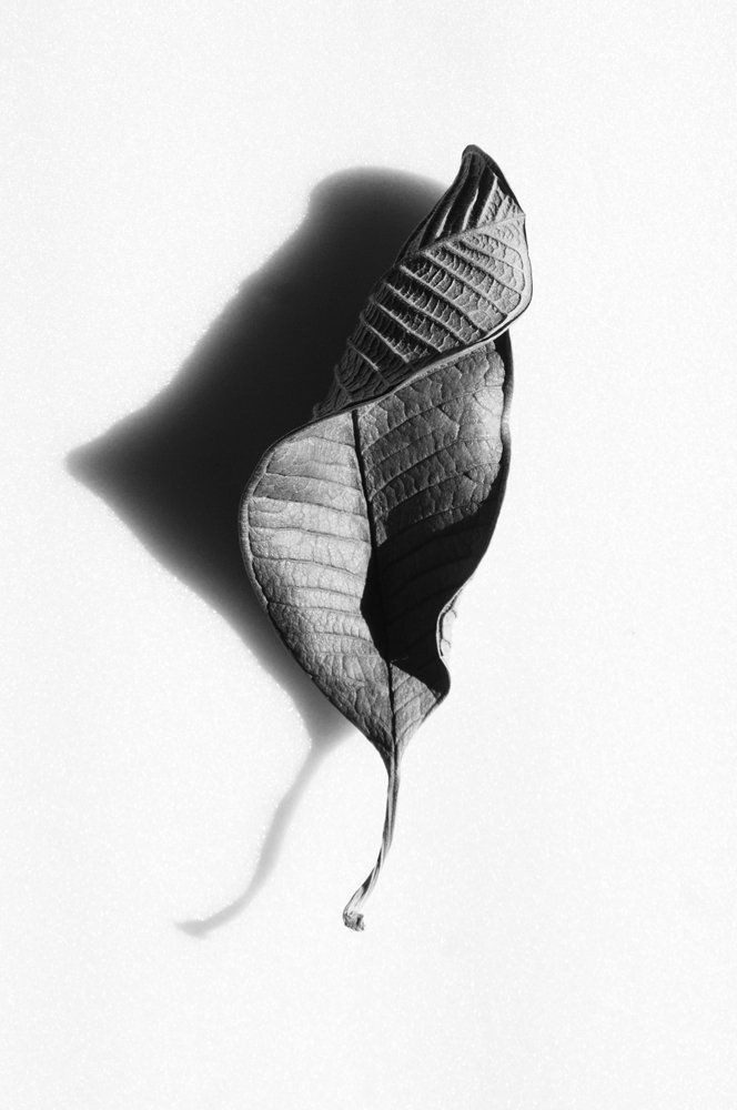 Wilted