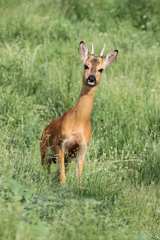 Незванный гость