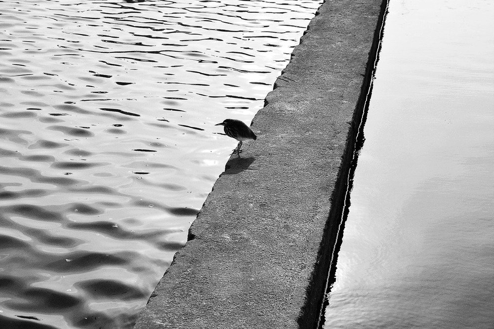 Страж границы (Guardian of the Border)